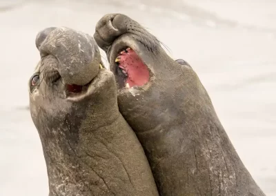 Two male northern elephant seals fighting for dominance on a California beach.