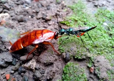 Emerald Cockroach Wasp with a cockroach that it has just paralysed. This wasp will feed its young with this cockroach.