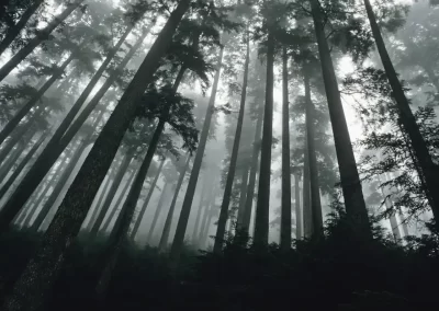 Towering conifer trees disappearing into dense coastal fog near Tofino on Vancouver Island, photographed by Garth Lenz.