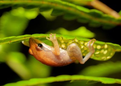 Frog Laying eggs photographed on a rainforest night walk during a Nature Talks wildlife photography tour of Madagascar.