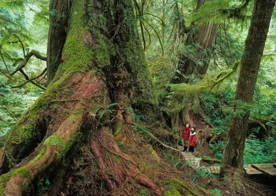 Two visitors looking up at enormous old-growth trees in the rainforest near Tofino, photographed by Garth Lenz.