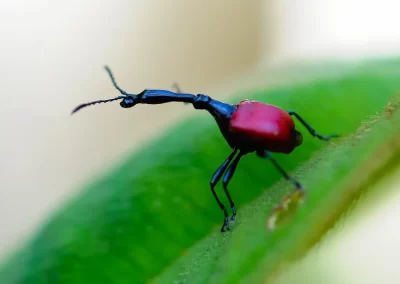 Giraffe Weevil Beetle photographed during a Nature Talks wildlife photography tour of Madagascar.