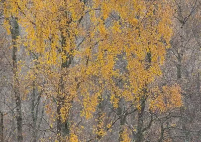 Golden autumn birch woodland in the Cairngorms National Park, Scotland.
