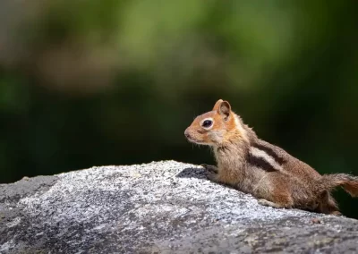 Golden-mantled ground squirrel resting on a sunlit rock against a dark green background.