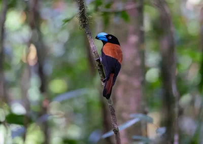 Helmet Vanga bird photographed during a Nature Talks wildlife photography tour of Madagascar.