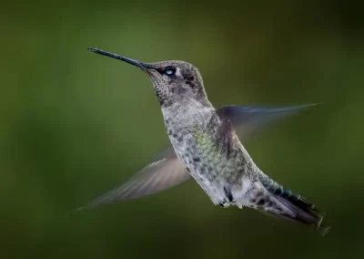Hummingbird hovering in flight against a smooth green background in California.