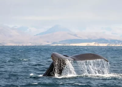 Humpback whale raising its tail as it dives off the California coast.
