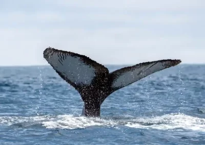 Humpback whale lifting its broad tail flukes above the Pacific Ocean while diving.
