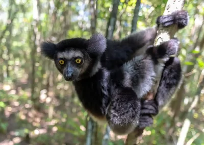 An indri lemur photographed on a Nature Talks photography trip to Madagascar.