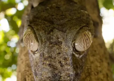 Leaf Tailed Gecko photographed during a Nature Talks wildlife photography tour of Madagascar.