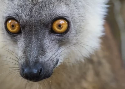 Portrait of a lemur photographed in Madagascar.