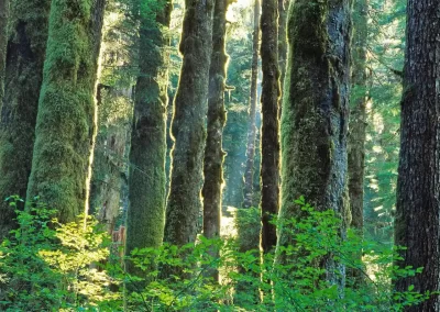Sunlight filtering between moss-covered old-growth trees in the coastal rainforest near Tofino, photographed by Garth Lenz.