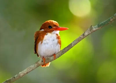 Madagascan Pygmy Kinfisher captured during a Nature Talks wildlife photography tour of Madagascar.