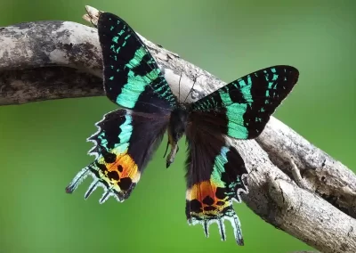 Madagascan Sunset Moth