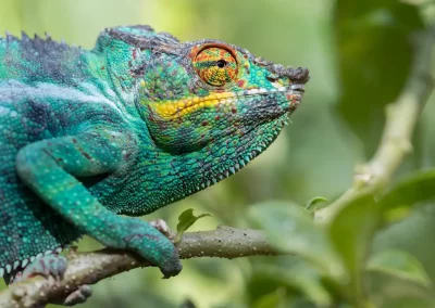 Chameleon photographed during a Nature Talks nature photography holiday in Madagascar.
