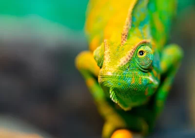 Chameleon photographed during a Nature Talks nature photography holiday in Madagascar.