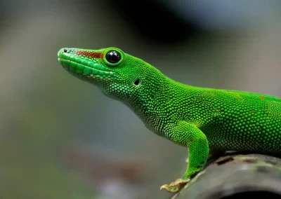 Madagascar Day Gecko photographed during a wildlife photography tour led by Nature Talks.