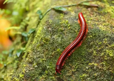 Madagascar Fire Millipede (Aphistogoniulus species) on the mossy rainforest floor, found and photographed during a Nature Talks wildlife photography expedition to Madagascar.