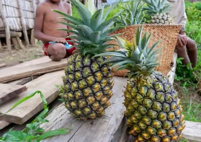 Freshly picked Pineapples on a farm in Madagascar.