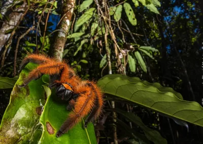 Megaloremmius leo, a giant huntsman spider only found in the humid primary forests of Eastern Madagascar. It was described in 1907, but almost nothing is known about this species, except that it lives among leaves and trees from ground level to the high canopy. Words and photo by Emanuele Biggi.