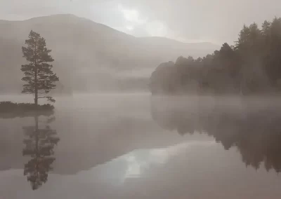 Lone Scots pine reflected in the misty waters of Loch an Eilein at dawn in the Cairngorms, Scotland.