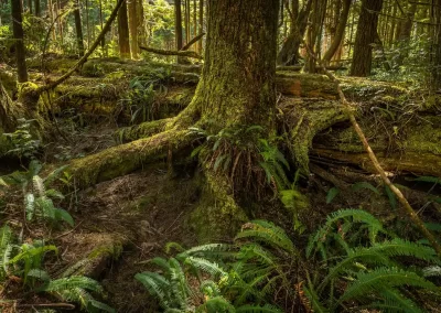 Moss and fern in rain forest. Pacific Rim National Park in Vancouver Island near Tofino. British Columbia. Canada.