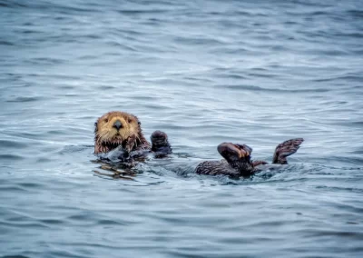 Northern sea otter (Enhydra lutris kenyoni) swimming on its back in Tofino, British Columbia, Canada.