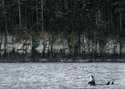 An orca (Orcinus Orca) spyhopping near the forested shoreline of Vancouver Island, Canada, two orcas’ fins coming out of the water next to it, panorama.