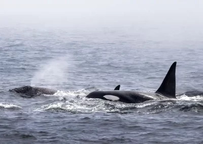 Orcas pursuing a grey whale through the Pacific Ocean off the California coast.