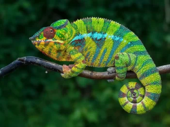 Photography Tour of Madagascar