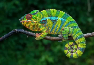 Panther Chameleon photographed during a Nature Talks widllife photography tour of madagascar.