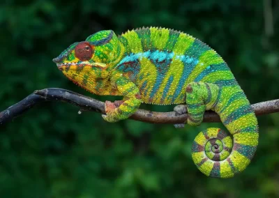 Panther Chameleon photographed during a Nature Talks widllife photography tour of madagascar.
