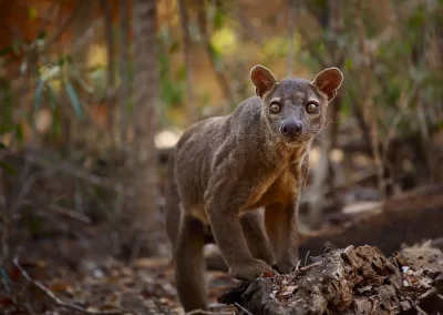 Madagascar's largest mammalian predator: the fossa. This cat like mammal is at home in the trees and the forest floor and is known to hunt lemurs. Photographed during a Nature Talks Wildlife Photography Tour.
