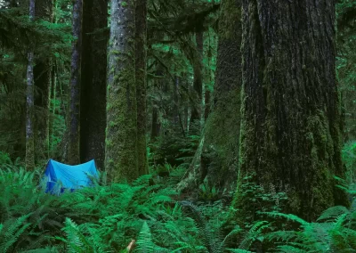 Blue tent among ferns and moss-covered trees in the temperate rainforest near Tofino, photographed by Garth Lenz.