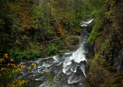 Rainforest creek in Pacific Rim National Park on Vancouver Island near Tofino. British Columbia. Canada.