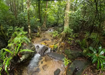 Ferns and vegetation in the understory of the rainforest in Madagascar. Photographed during a Nature Talks Wildlife Photography Tour.