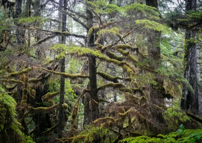 Trees with lichen, Rainforest Trail, Pacific Rim National Park, Vancouver Island, British Columbia, Canada.