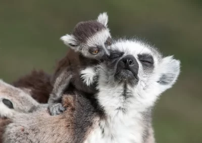 A mother ring tailed lemur with her baby. Photographed during a Nature Talks Wildlife Photography Tour.