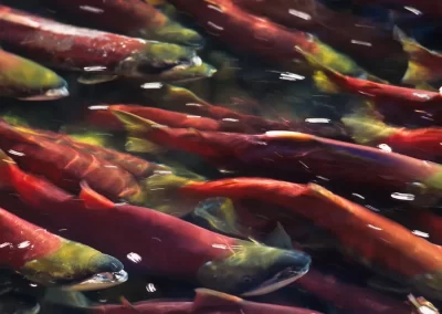 School of red and green Pacific salmon swimming through a river in British Columbia, photographed by Garth Lenz.