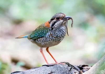 Scaly Ground Roller with a worm in its beak. Photographed during a Nature Talks Wildlife Photography Tour.