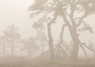 Ancient Scots pines emerging through dawn mist in bog woodland at Abernethy Forest in the Cairngorms, Scotland.