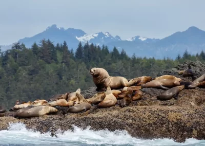 Stellar sea lion on rock and in the background Vancouver island mountains. British Columbia, Canada.
