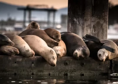 Group of California sea lions resting closely together on a pier above the water.