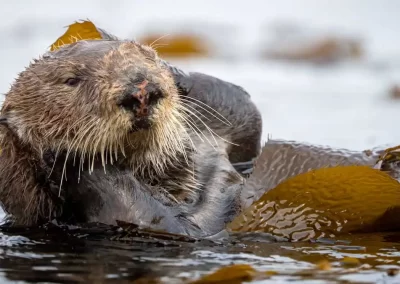 Sea otter resting on its back among golden kelp in coastal California waters.