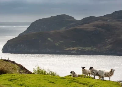 Hebridean sheep on a green hillside overlooking a sea loch and rugged landscape near Lemreway, Lewis.