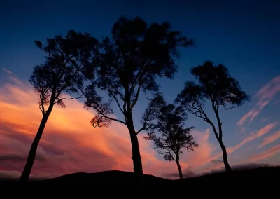 Silver birch trees silhouetted against vivid orange clouds before sunrise in Glen Feshie, Cairngorms National Park.