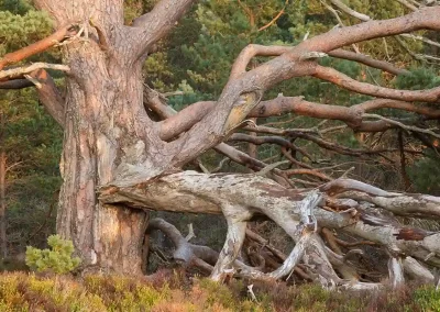Tangled dead branches of a veteran Scots pine in Rothiemurchus Forest, Cairngorms National Park, Scotland.