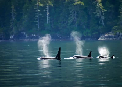 Three orca swimming in the waters of Tofino in British Columbia, Canada.