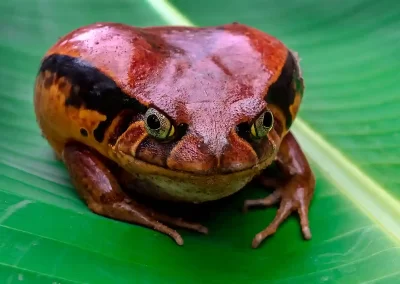 The Tomato frog (Dyscophus species) is endemic to Madagascar and as its name suggests, looks like a red tomato. Photographed during a Nature Talks Photography trip.