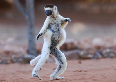The critically endangered Verreaux's Sifaka Lemur skipping, photographed during a Nature Talks Photography trip. Madagascar.